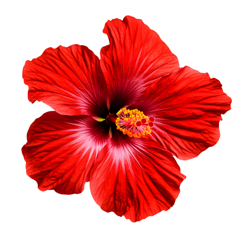 Vibrant red hibiscus flower with intricate petals, perfect for adding a touch of tropical beauty to any design. png