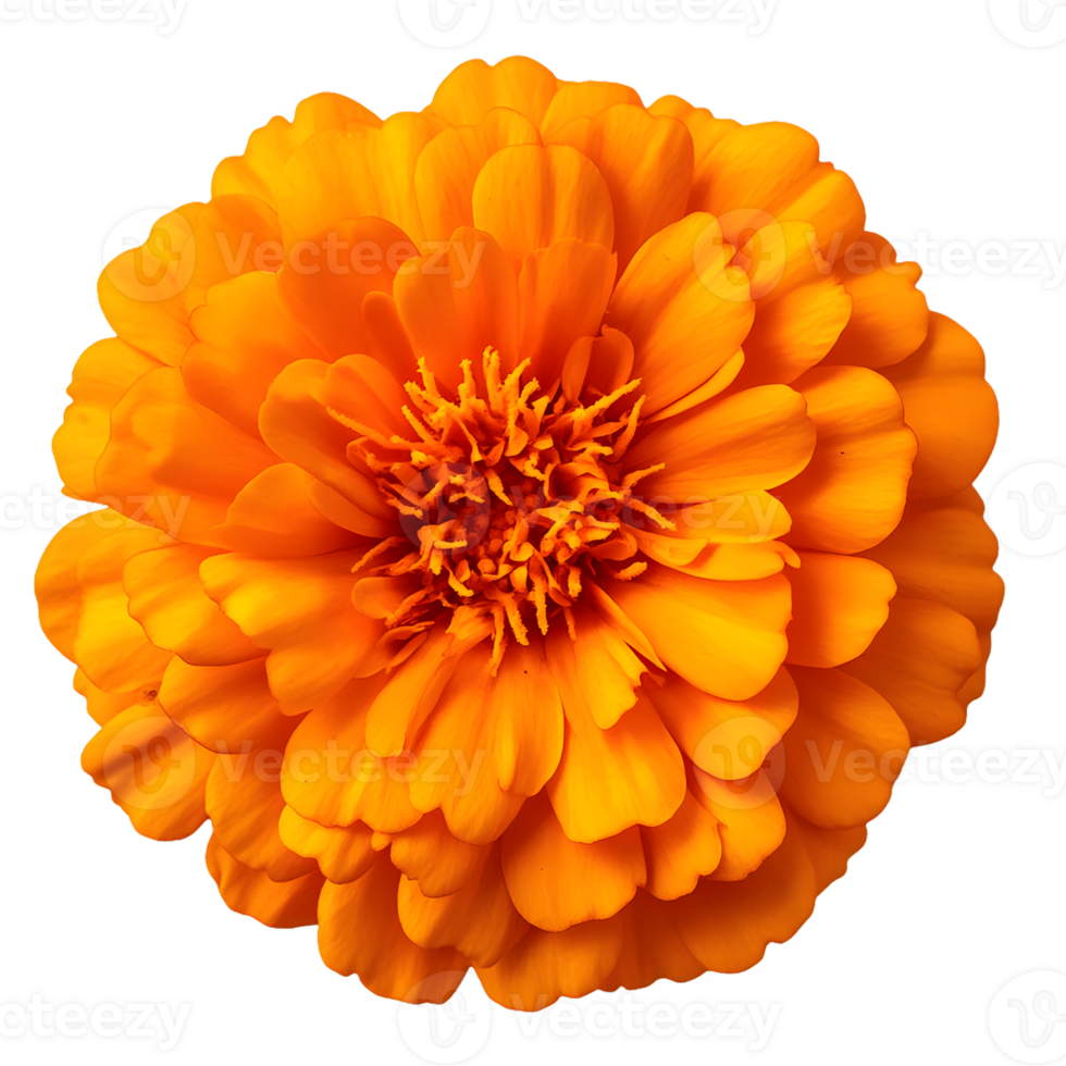 Vibrant orange flower with intricate petals, perfect for adding a splash of color to any design or project. png