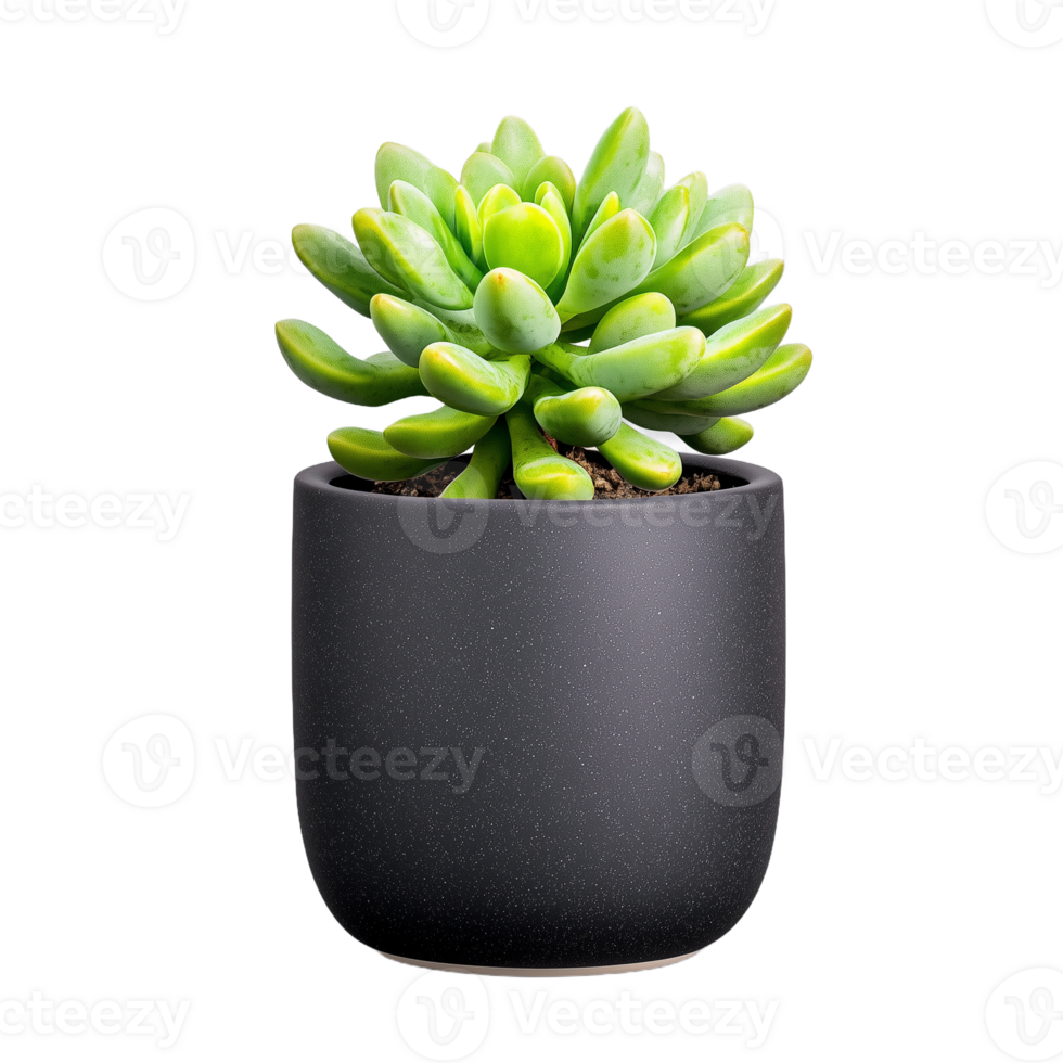 Close-up of a vibrant green succulent in a sleek black pot on transparent background for home decor or gardening concepts png