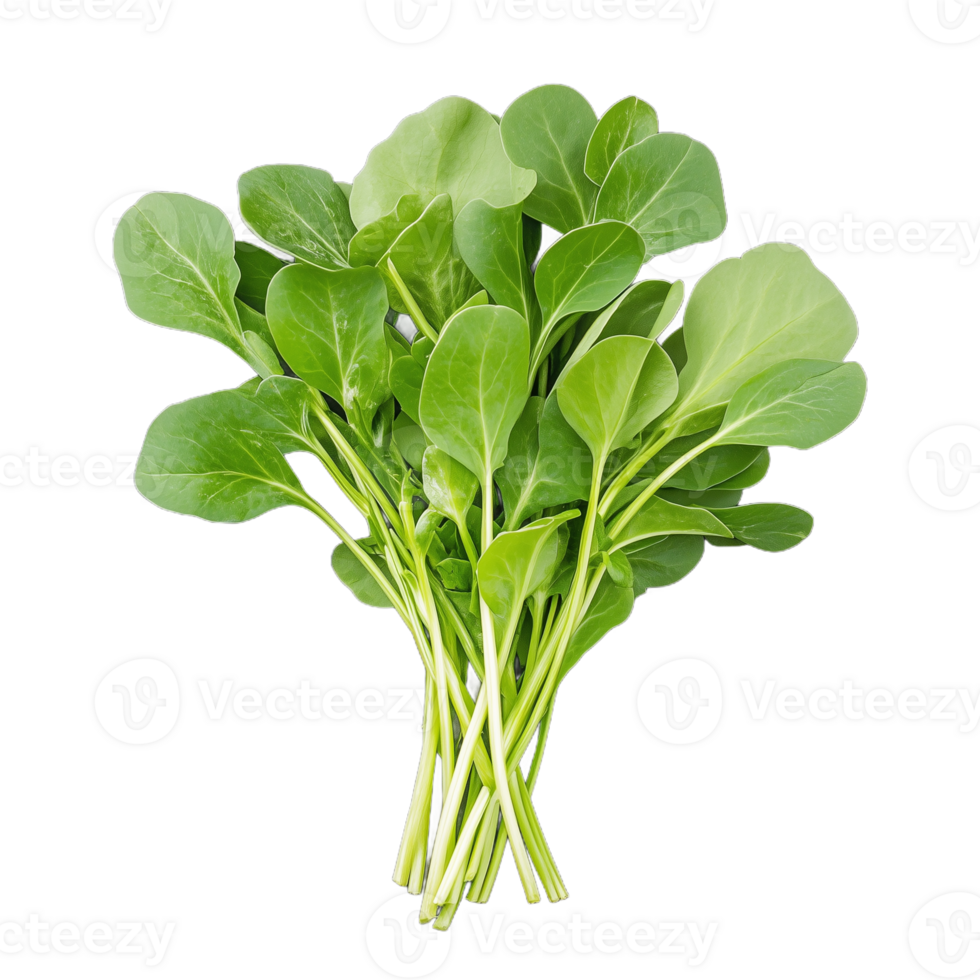 A vibrant bunch of arugula leaves with crisp green colors, perfect for enhancing salads and adding freshness to dishes png