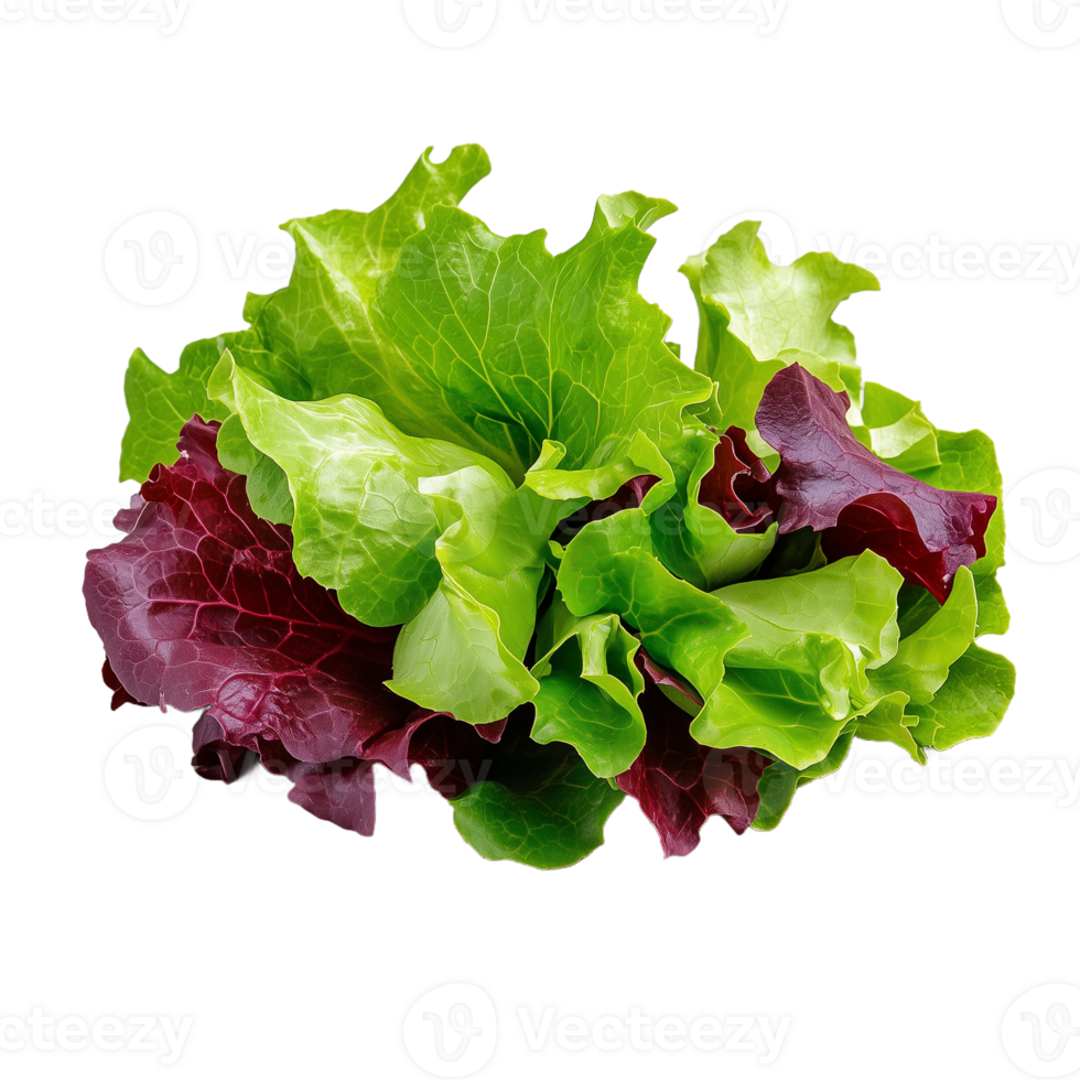 A variety of fresh green and red lettuce leaves combined for creating nutritious salads or flavorful garnishes in meals png