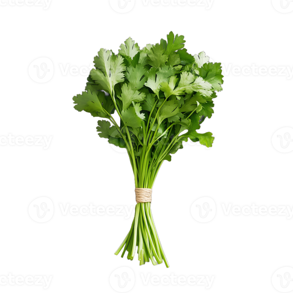 A bunch of fresh cilantro with bright green leaves tied with string, ideal for adding flavor to dishes and enhancing recipes png