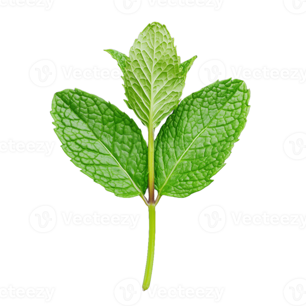 Vibrant green mint leaves are displayed on a single stem, illustrating their fresh texture and natural beauty in daylight png