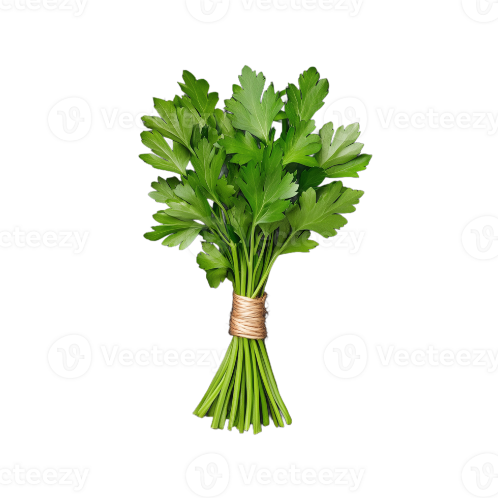 A bundle of fresh parsley with bright green leaves tied together, ideal for flavoring dishes and adding freshness to meals png