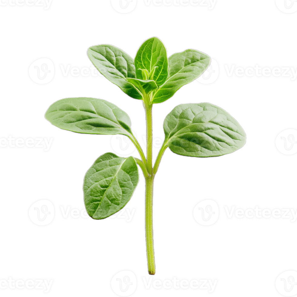 A single stem of fresh basil with bright green leaves highlights the plant's fine textures and rich color, perfect for culinary use png