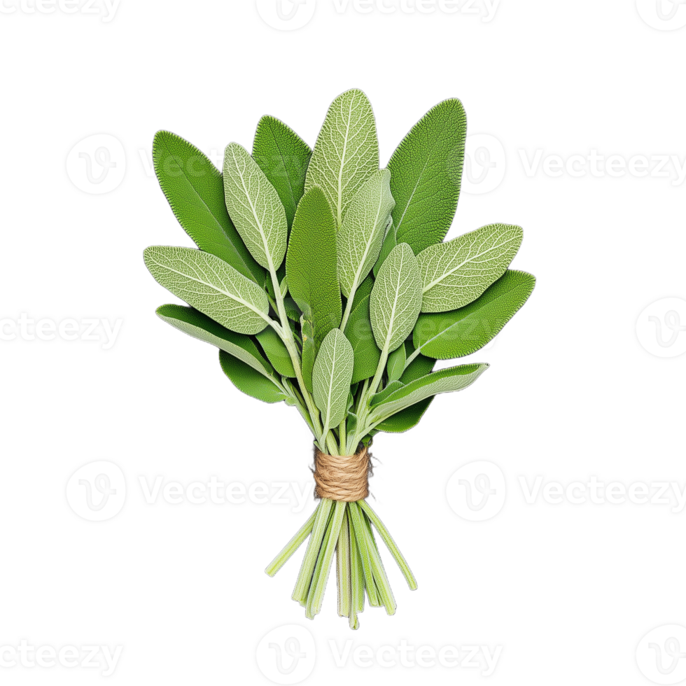 A bunch of vibrant green sage leaves tied together, ideal for enhancing dishes with its aromatic flavor and health benefits png