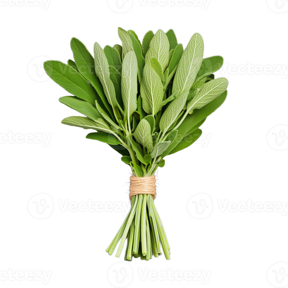 A vibrant bundle of fresh sage leaves tied with twine, showcasing rich green hues ideal for culinary and medicinal uses png