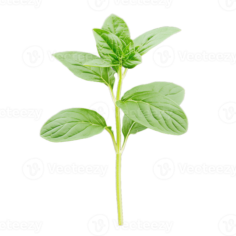 Bright green basil leaves fresh from the garden, ideal for adding flavor to dishes and enhancing culinary presentations png