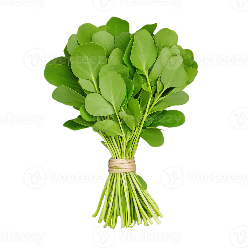 A vibrant bundle of fresh green leaves tied together, perfect for adding flavor to dishes or as a garnish in meals png