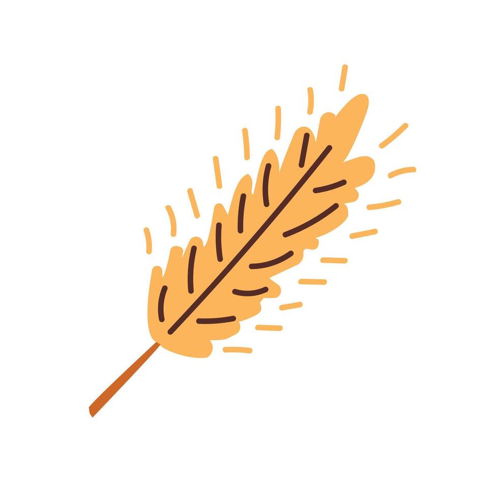 Dry wheat spikelets with ear, wheat spikelets with ears, grains. illustration. vector