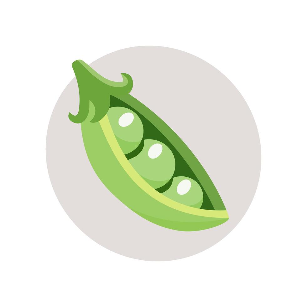 illustration of a green pea vector