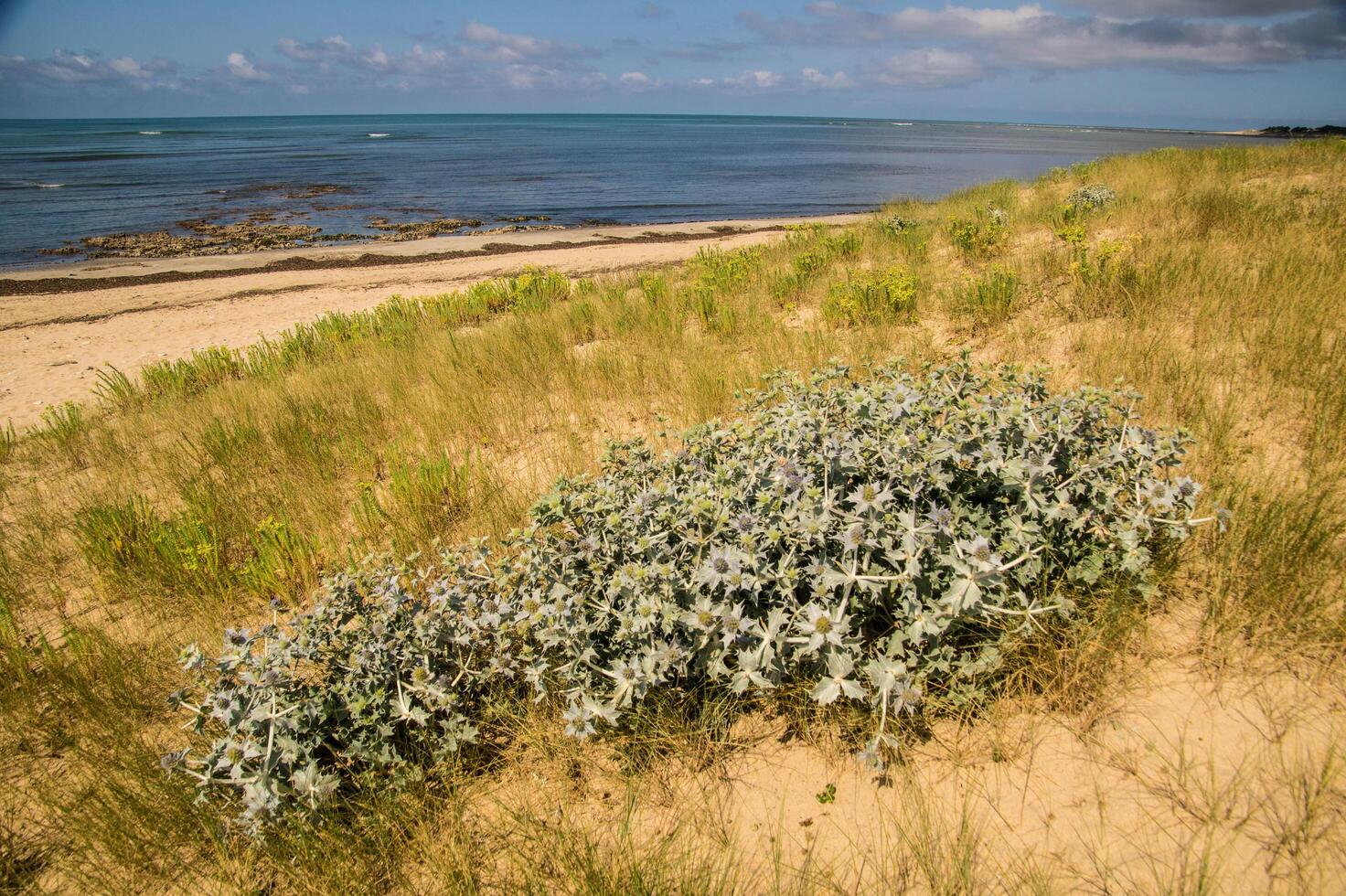 Charente Maritime landscape of the Ile de Re photo