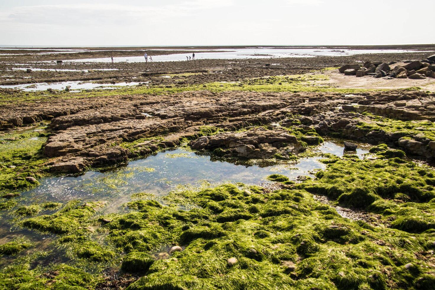 Charente Maritime landscape of the Ile de Re photo