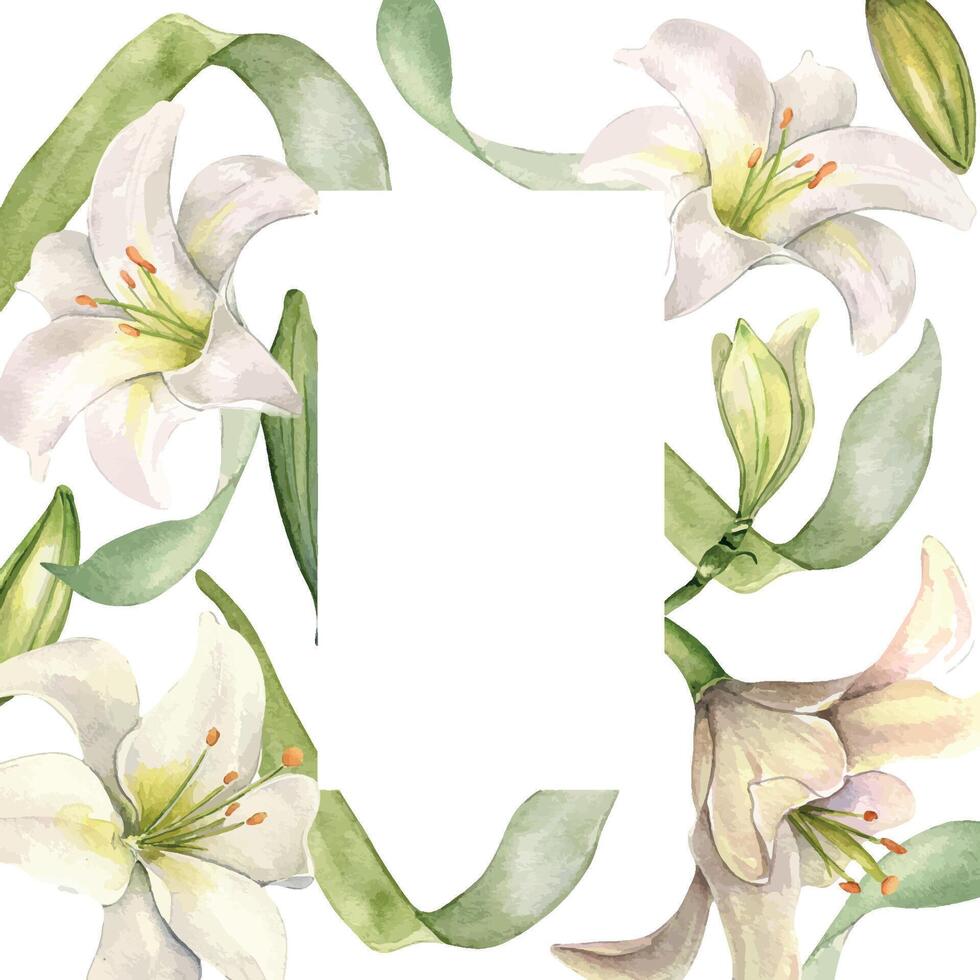 White lily and buds watercolor isolated on white. White flower and stem botanical Illustration hand drawn. Frame with lily and leaves. Design for wedding invitation in church, christen, Easter card. vector