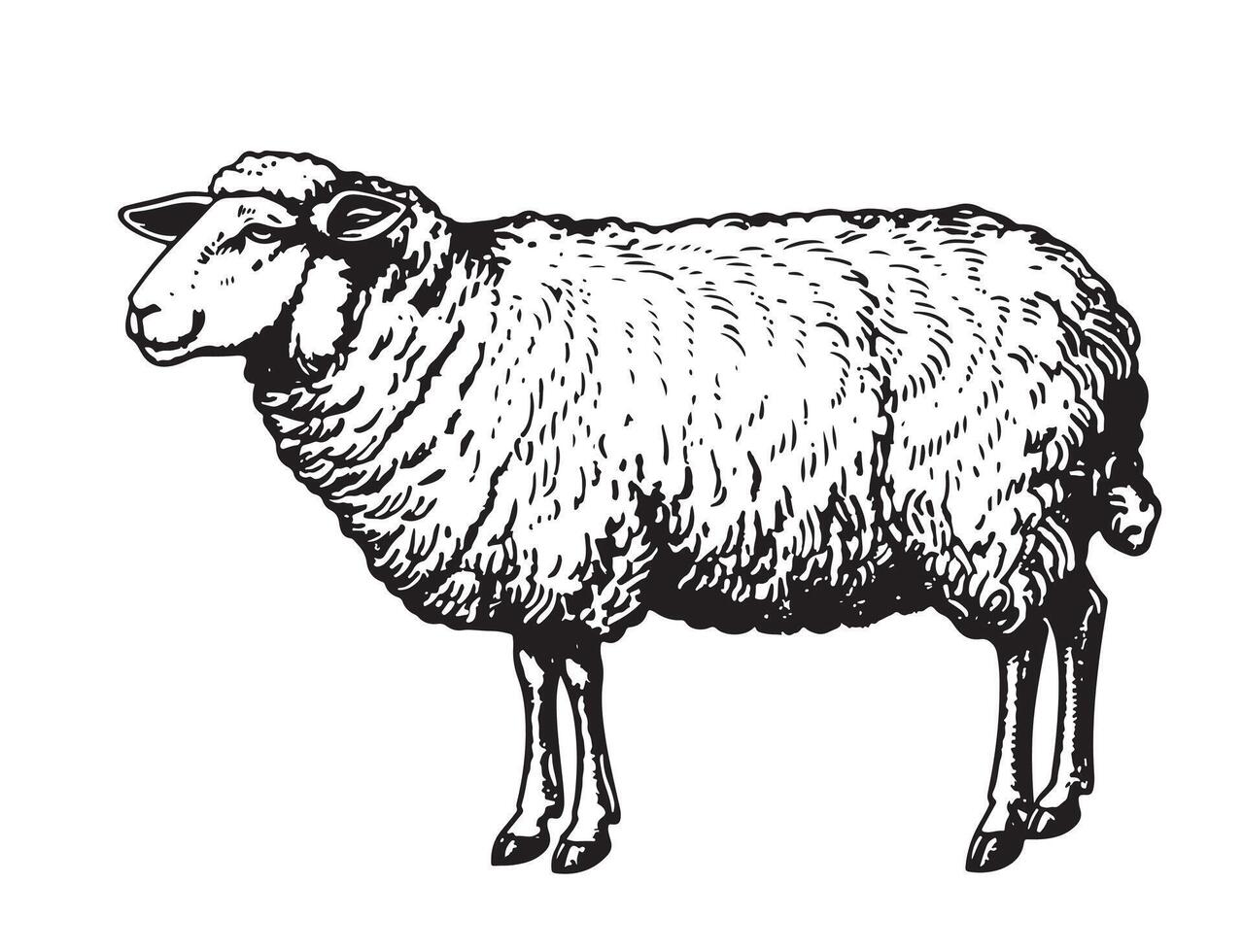 standing sheep in sketch style. vector