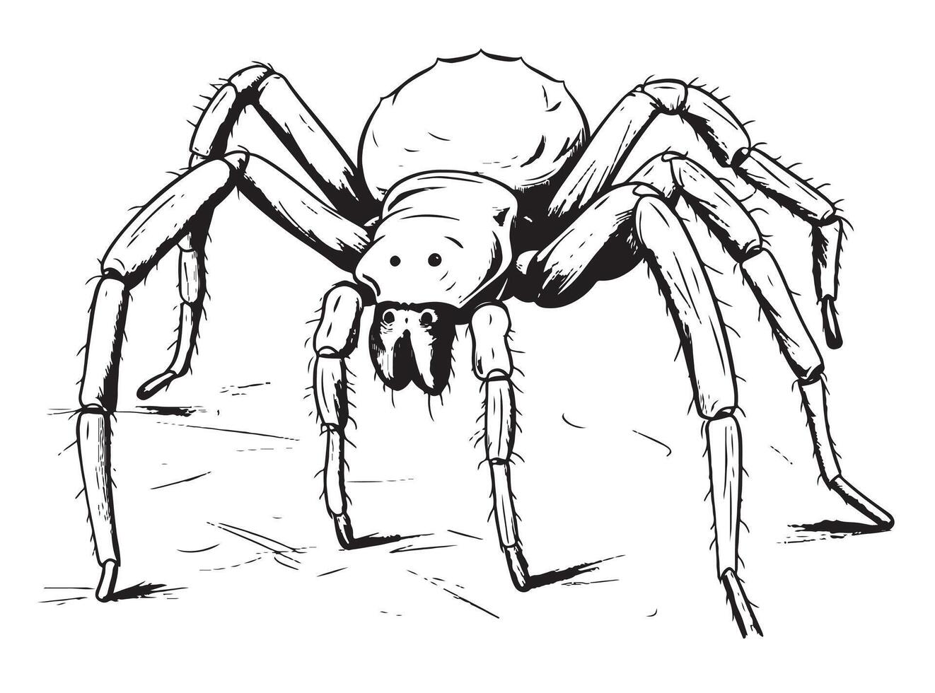 Spider insect sketch hand drawn in doodle style illustration vector