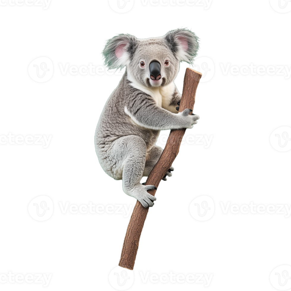 Photo of a koala clinging to a tree branch on a transparent background png