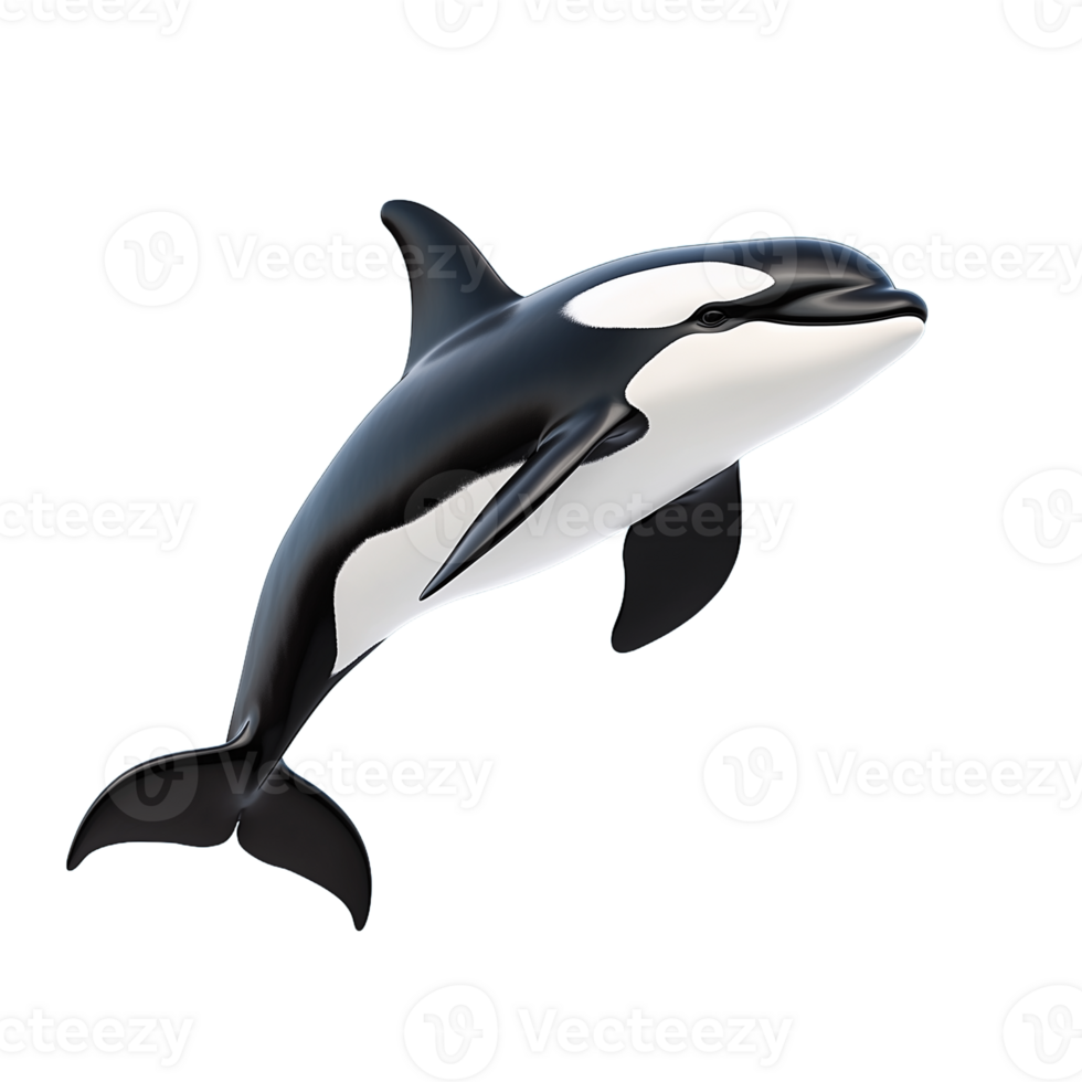Realistic 3D rendering of an orca whale swimming with a streamlined body on a transparent background png