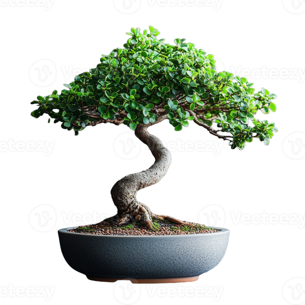 Photo of a small green bonsai tree in a round pot on a transparent background png