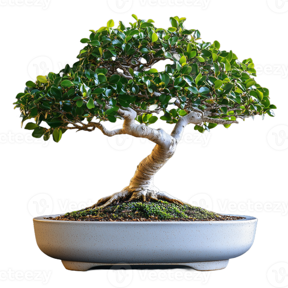Photo of a green bonsai tree with a wide canopy in a rectangular pot on a transparent background png