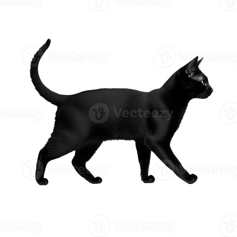 Black cat walking sideways isolated on transparent background png