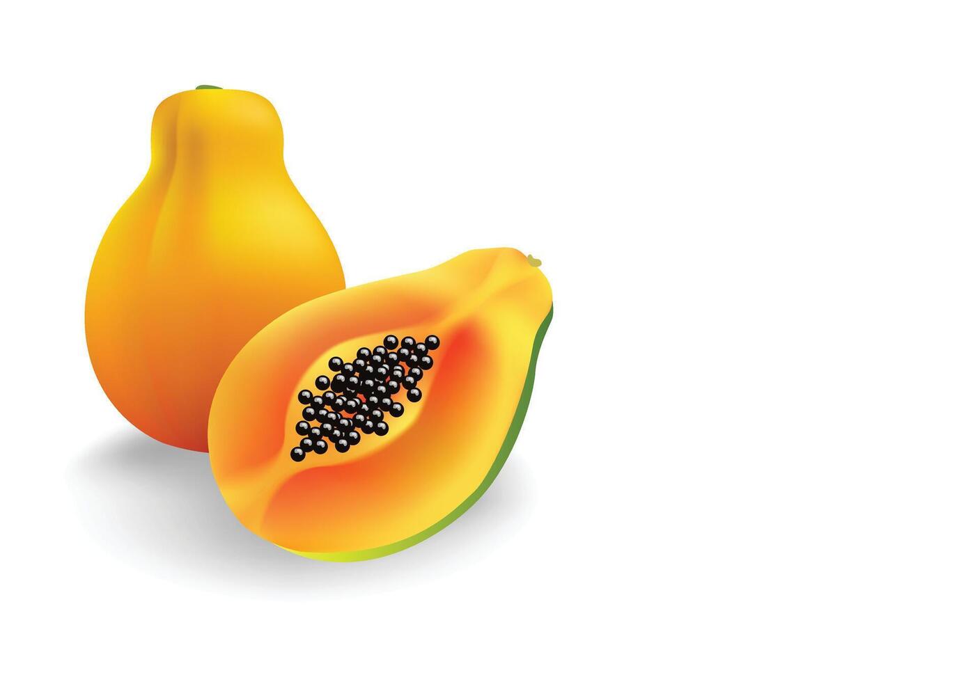 Papaya fruit slice illustration, copy-space for background design. vector
