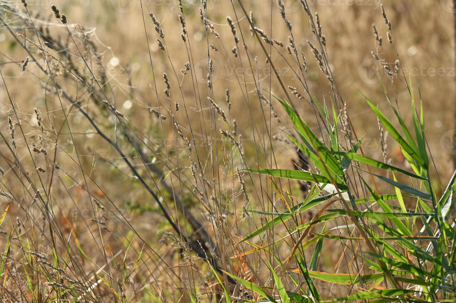 a bird is sitting on a tall grassy field photo