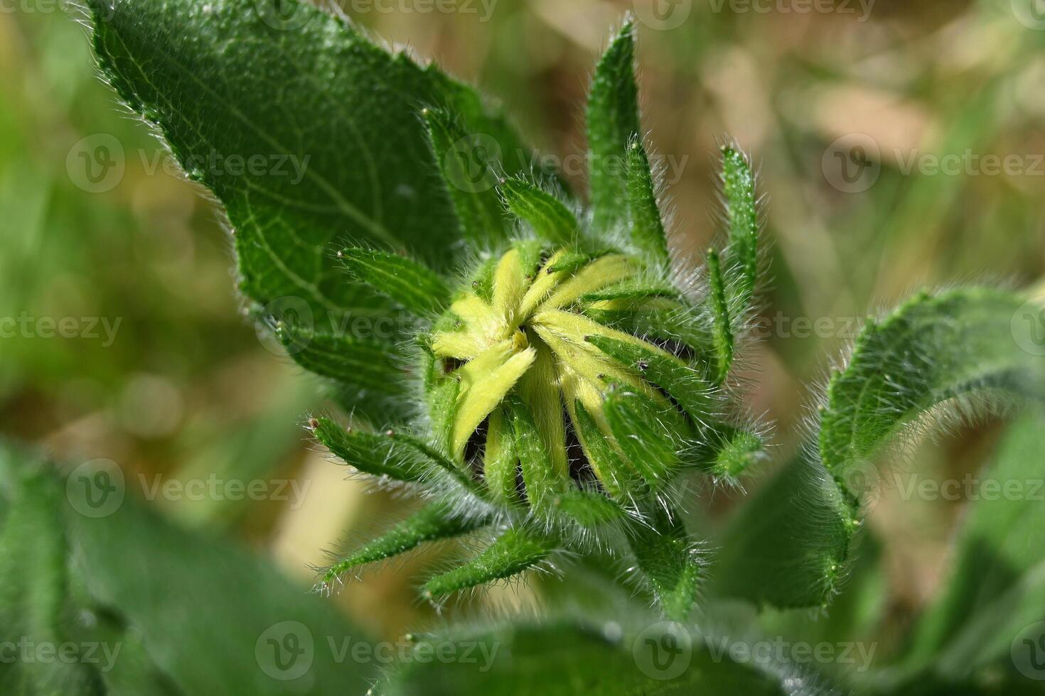 a sunflower bud with a green center photo