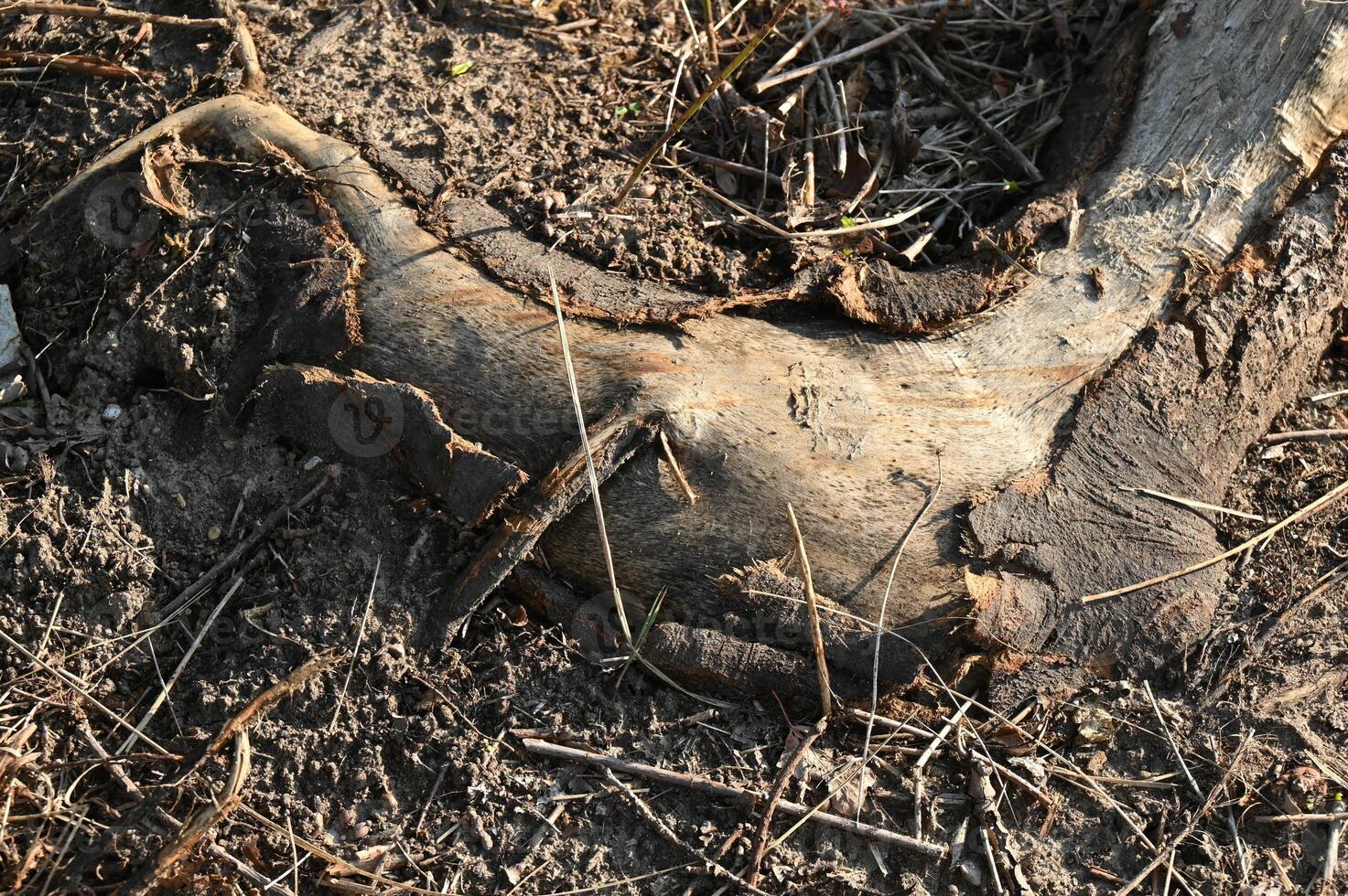 a dead tree trunk with a hole in it photo