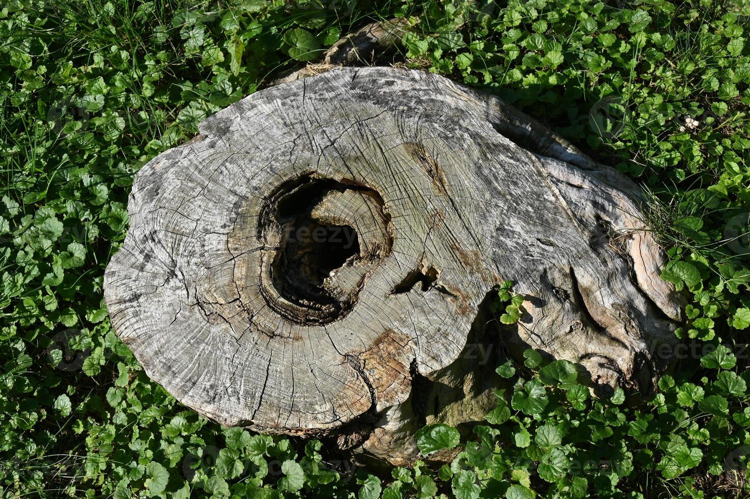 a tree stump with a hole in it photo