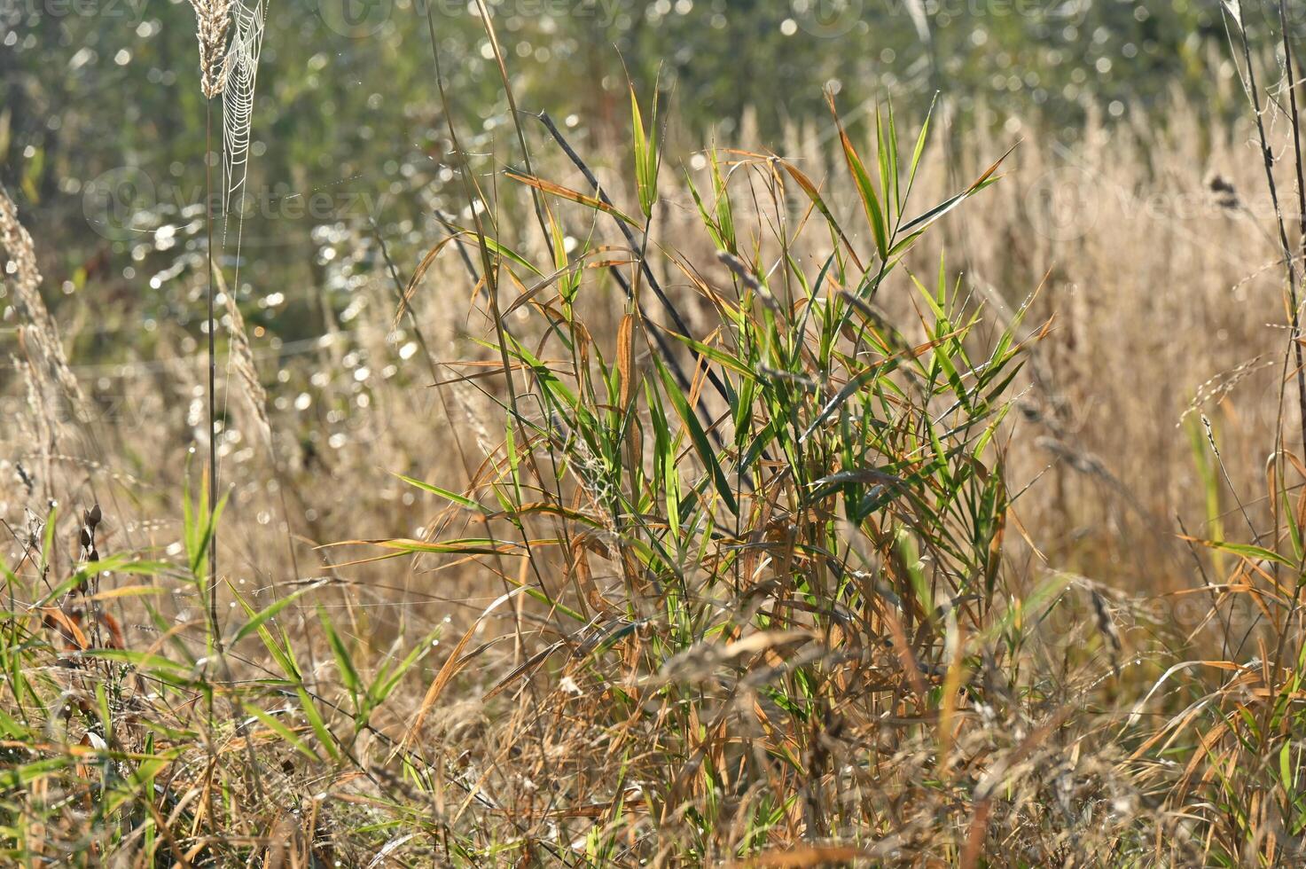a fire hydrant in a field of tall grass photo