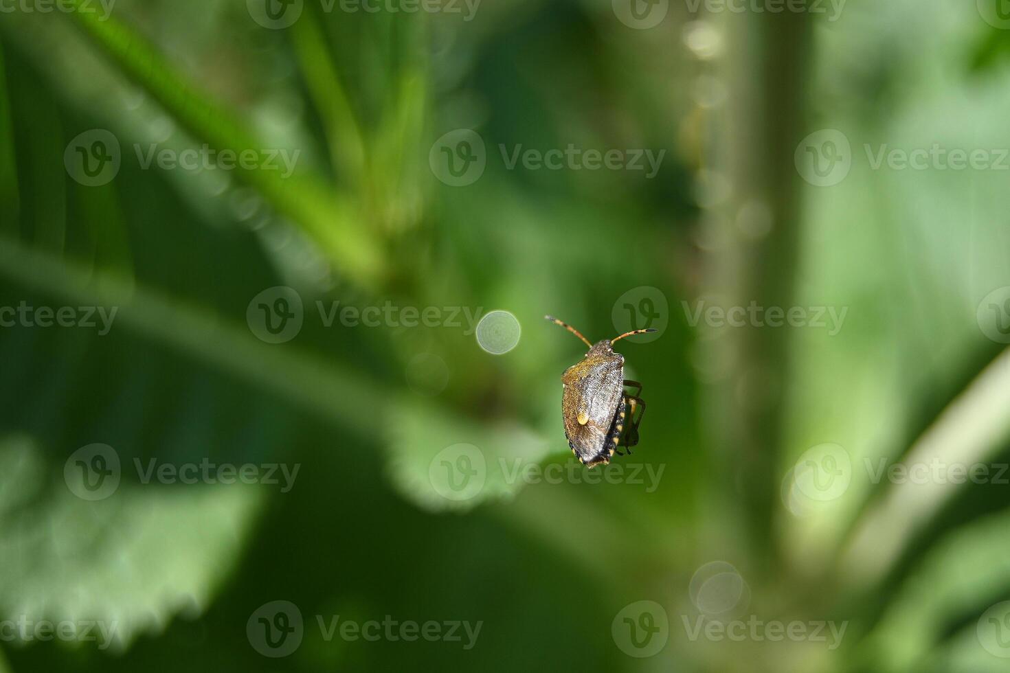 a bug on a leaf in the sun photo