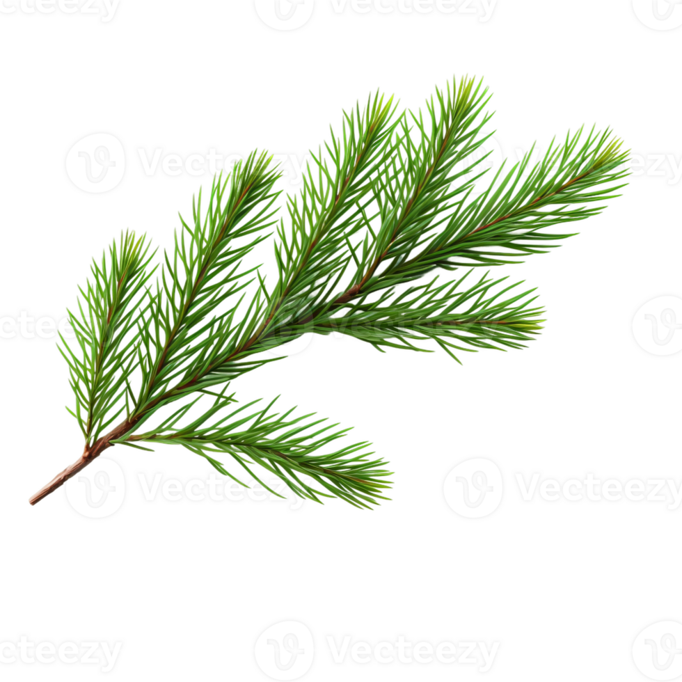 a branch of pine tree on a transparent background png