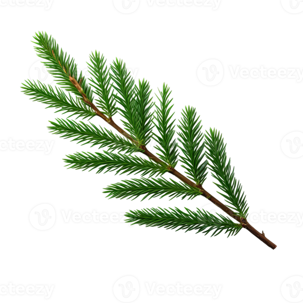 a branch of fir tree on a transparent background png