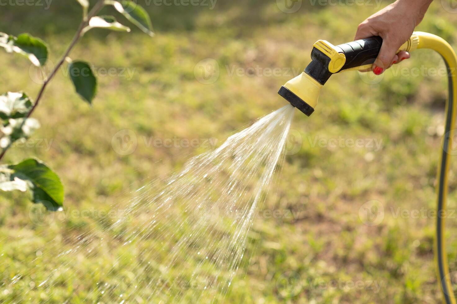 a woman's hand waters plants in the garden with a hose. photo
