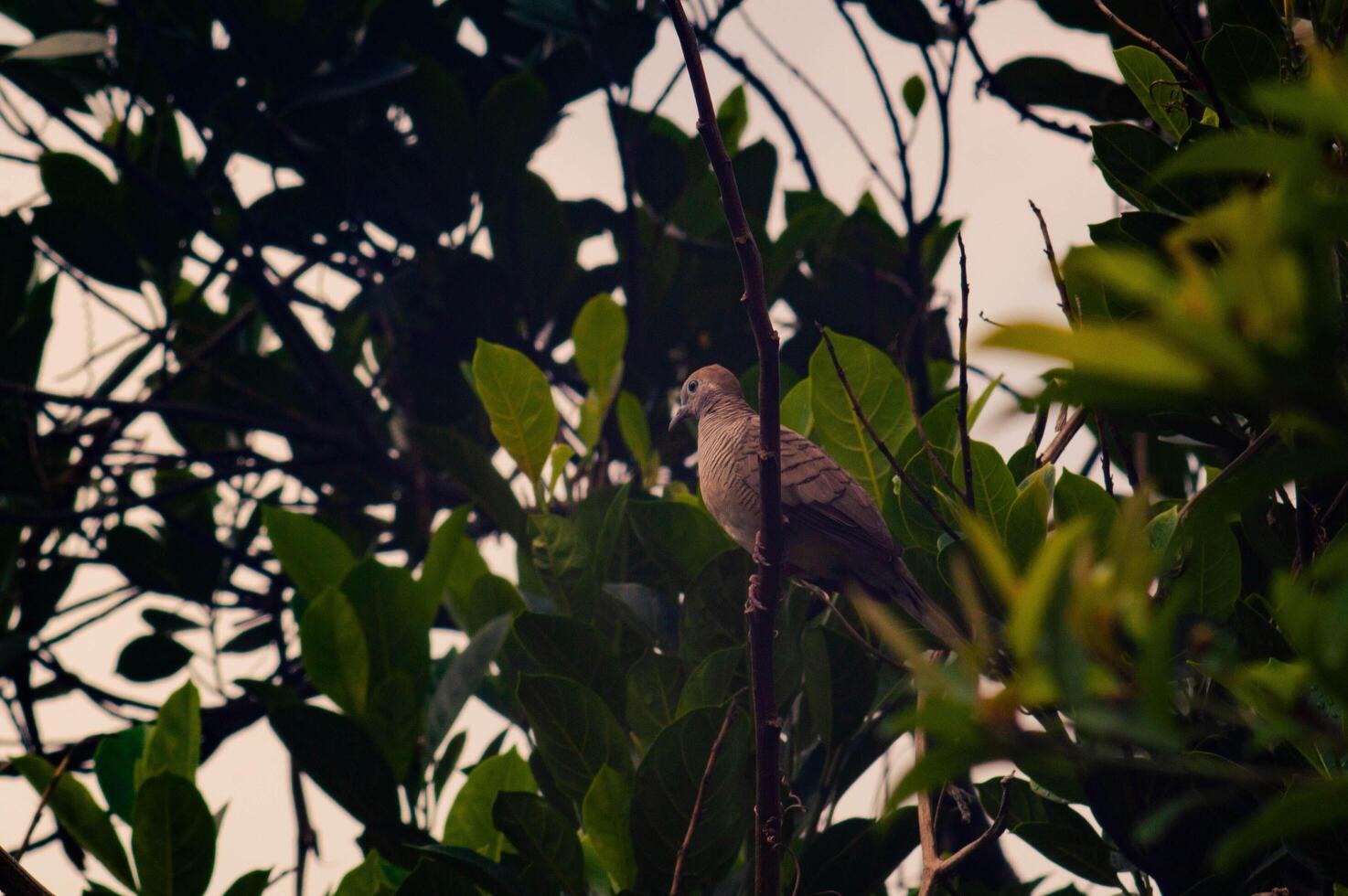 view of the trees with the Javan dove perched on the tree photo
