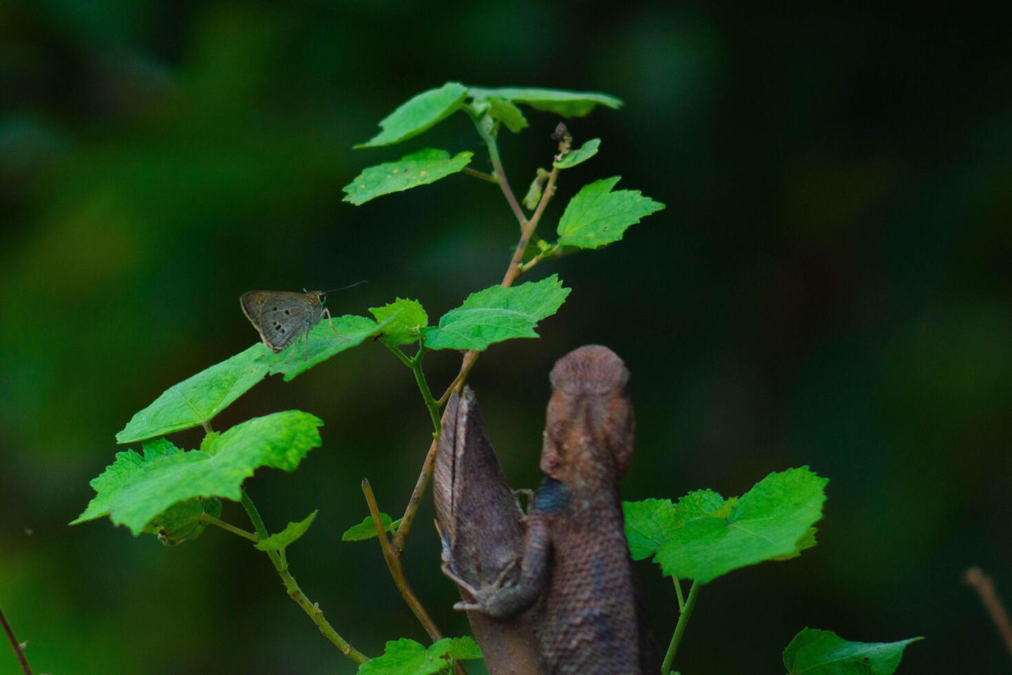 Chameleons or calotes are on the branches and are hunting small butterflies. photo