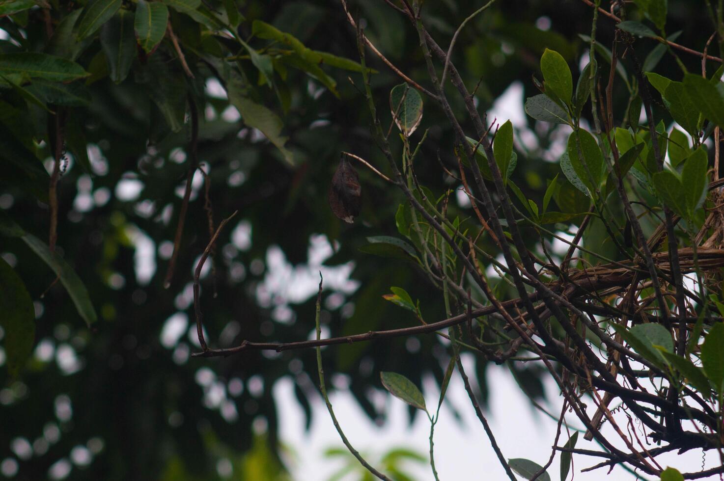 shot on a tree branch whose leaves appear to be falling photo