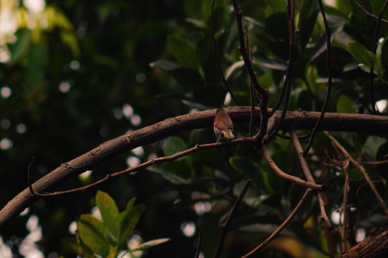 Javanese bondol bird or Lonchura leucogastroides perched on a tree branch photo