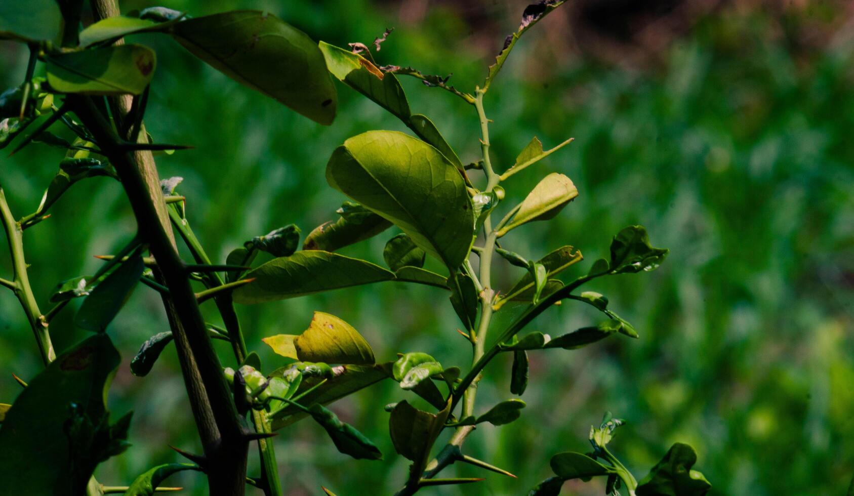 close up of orange leaves with a blurry natural background photo