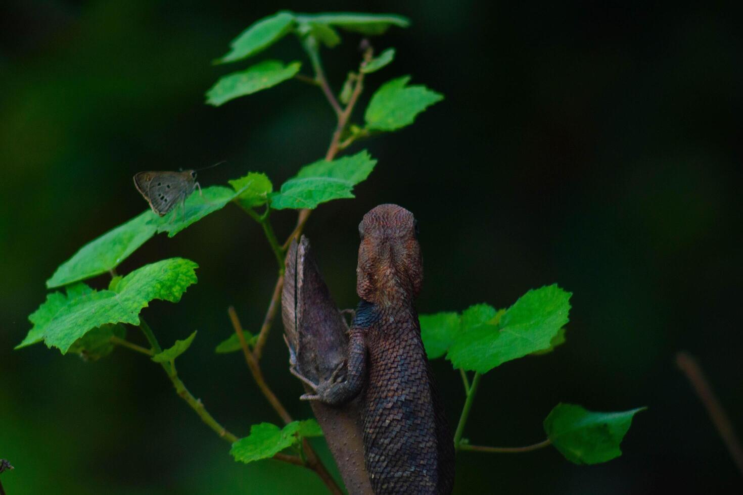 Chameleons or calotes are on the branches and are hunting small butterflies. photo