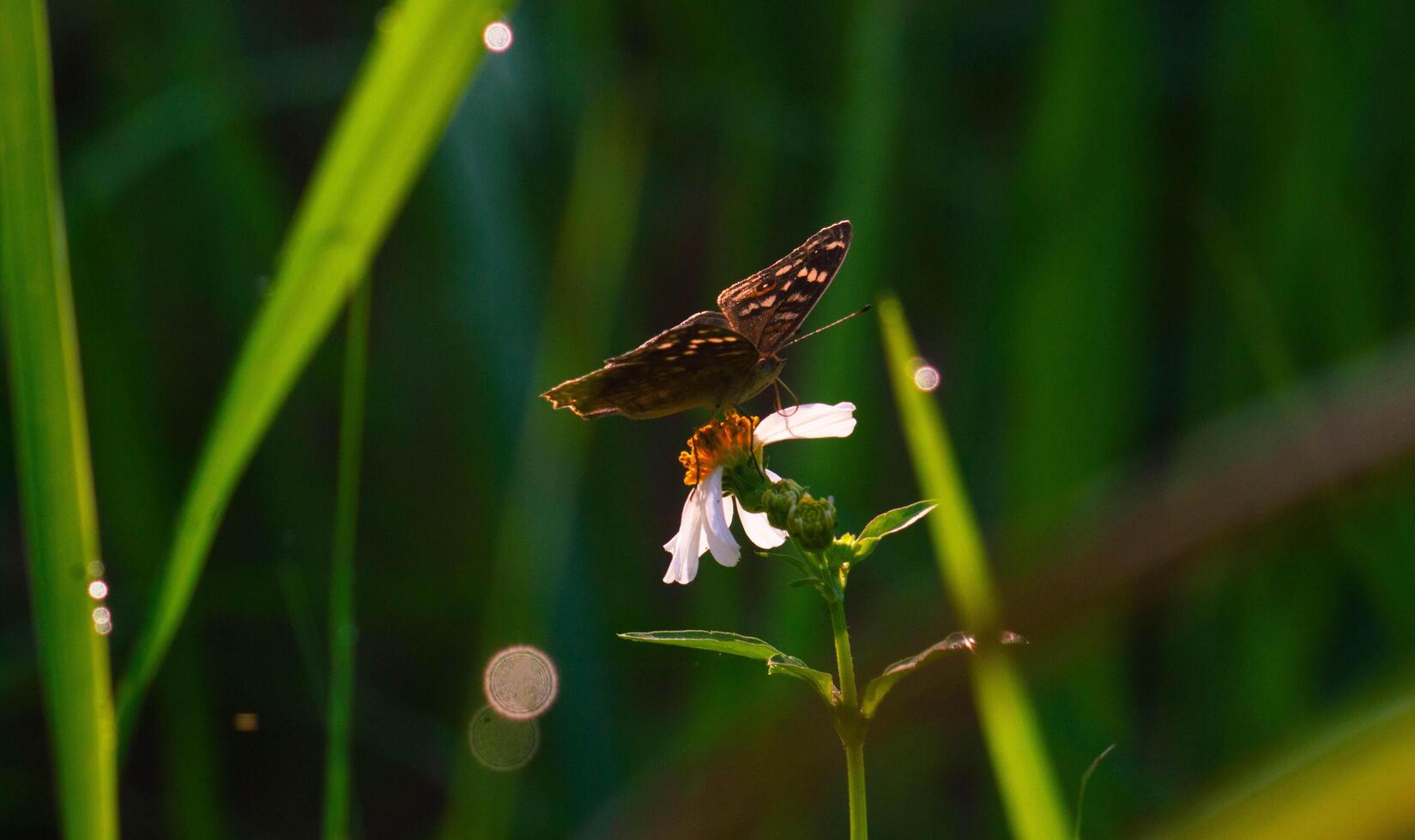 A black butterfly with the scientific name Hypolimnas bolina perched on a flower photo