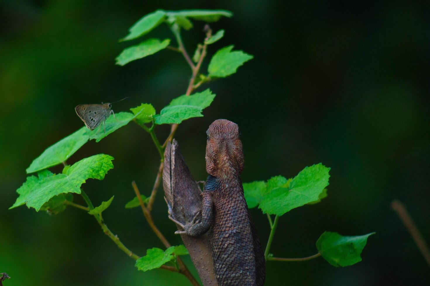Chameleons or calotes are on the branches and are hunting small butterflies. photo