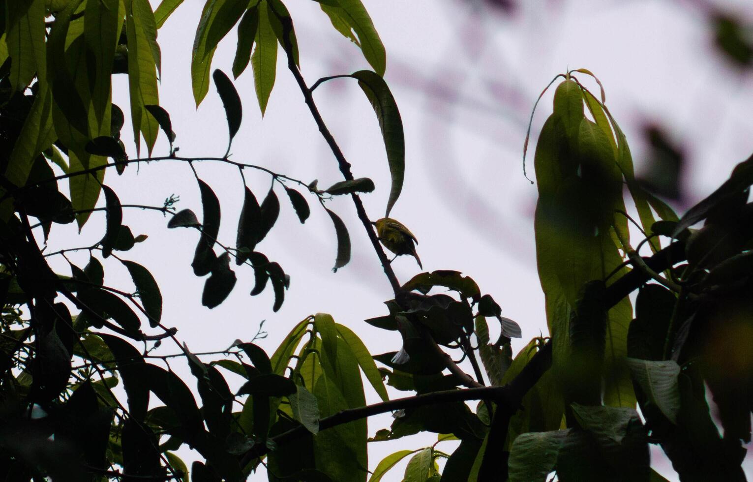 shot on the cipoh bird or aegithina tiphia on a tree branch photo