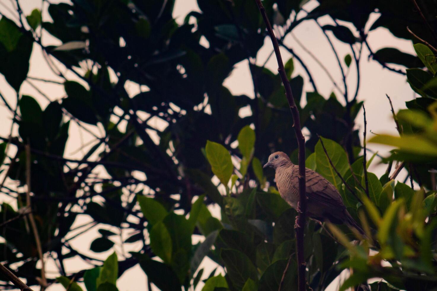 view of the trees with the Javan dove perched on the tree photo