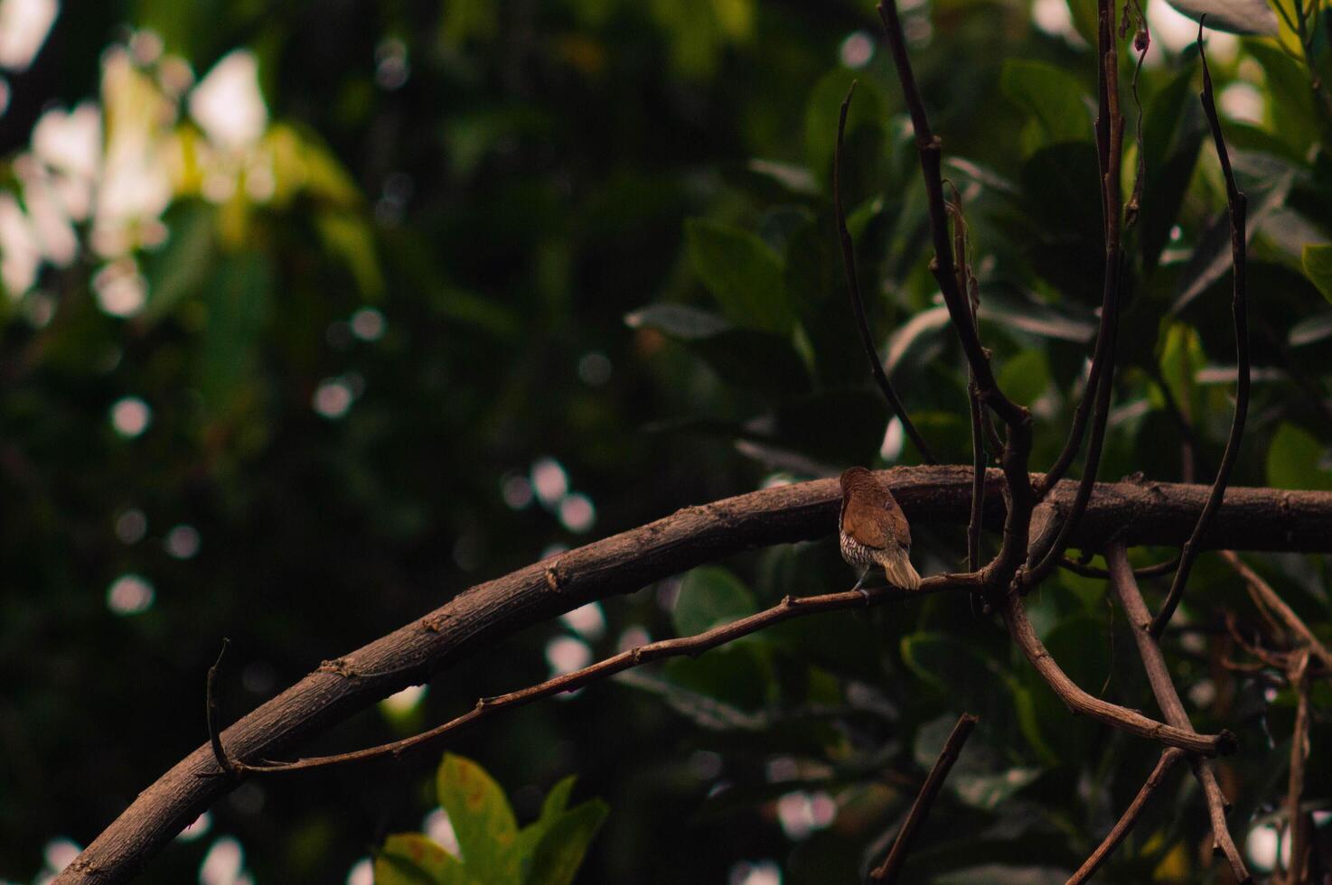 Javanese bondol bird or Lonchura leucogastroides perched on a tree branch photo