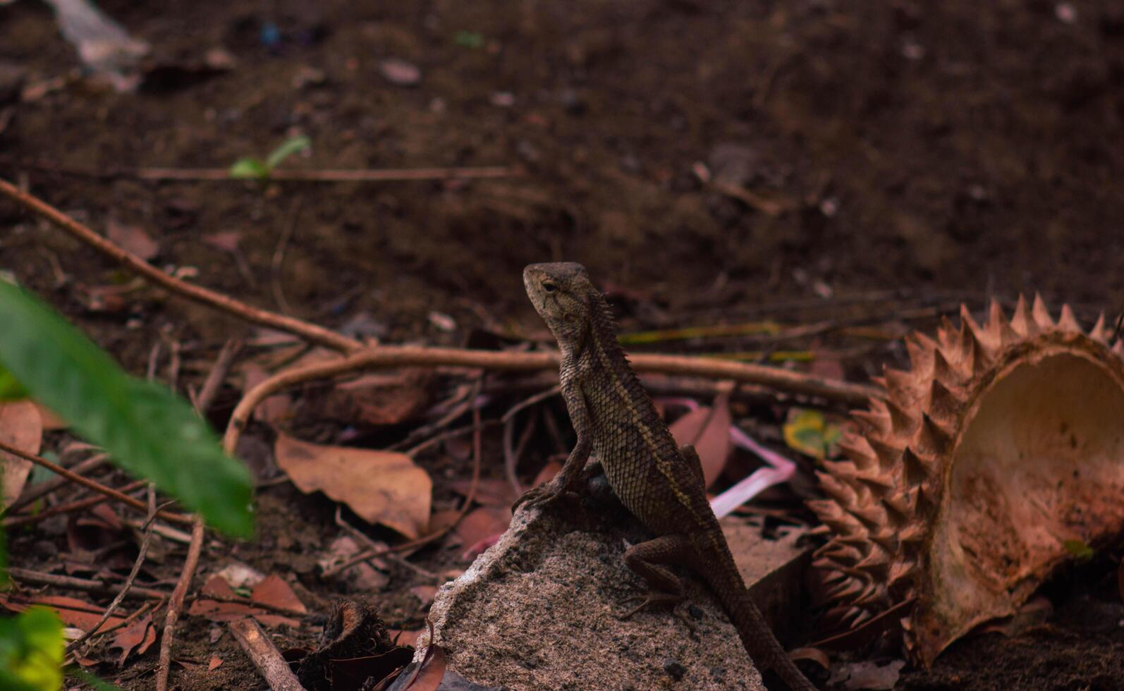 chameleons or wild calotes. Invasive animals that live and thrive in Indonesia. photo