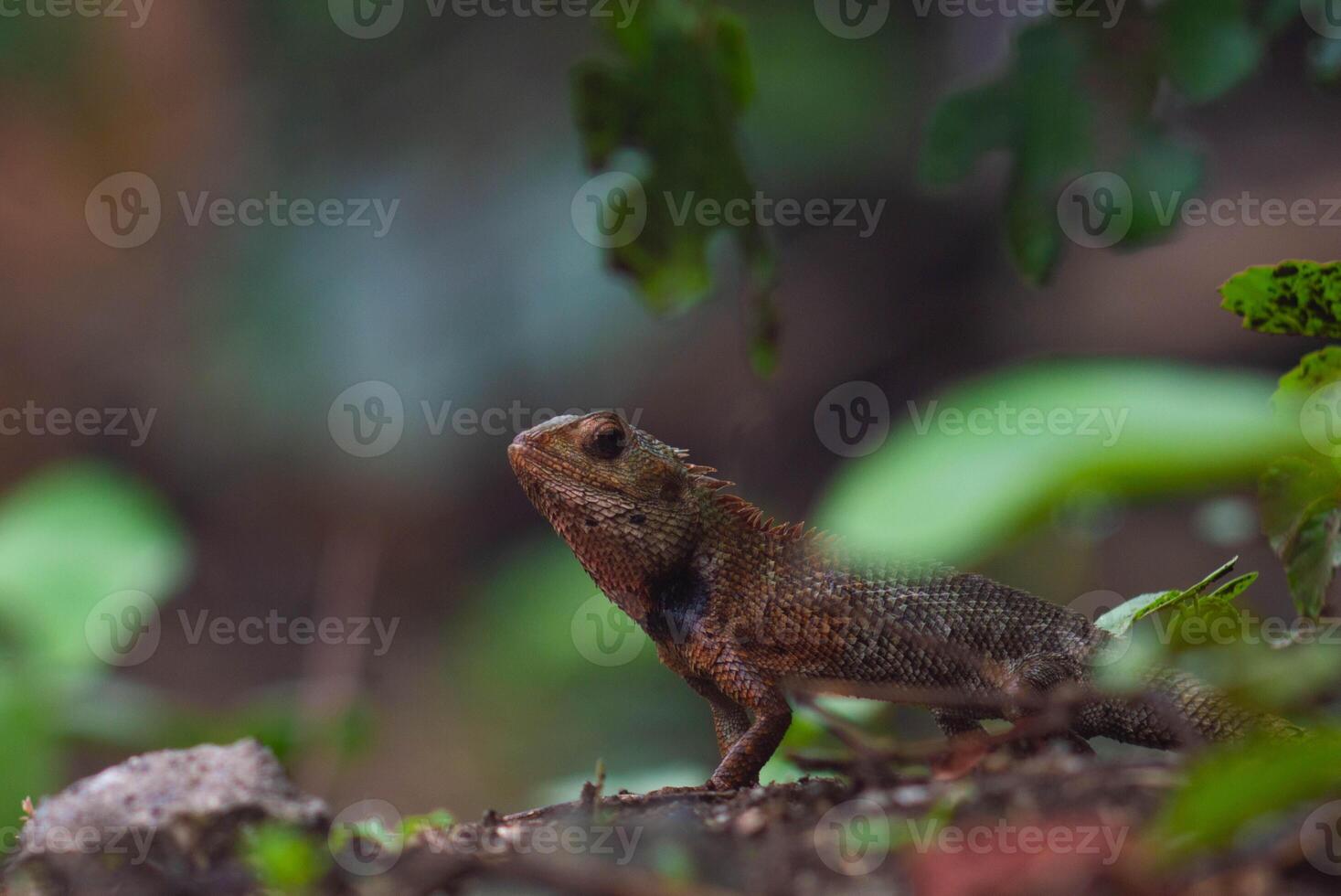 chameleons or wild calotes. Invasive animals that live and thrive in Indonesia. photo