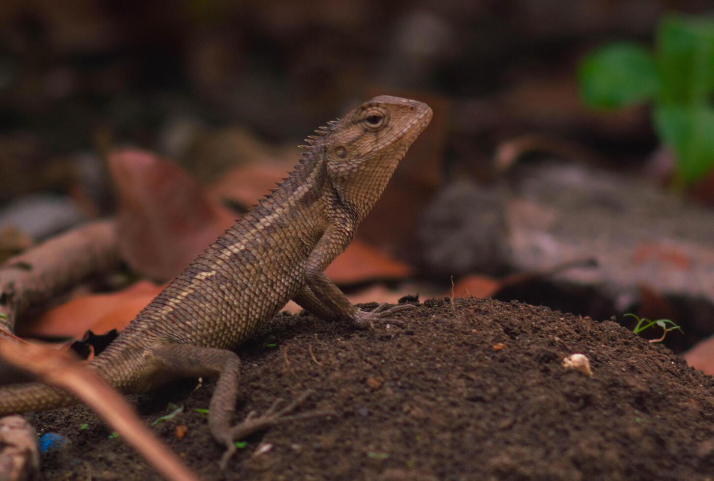chameleons or wild calotes. Invasive animals that live and thrive in Indonesia. photo