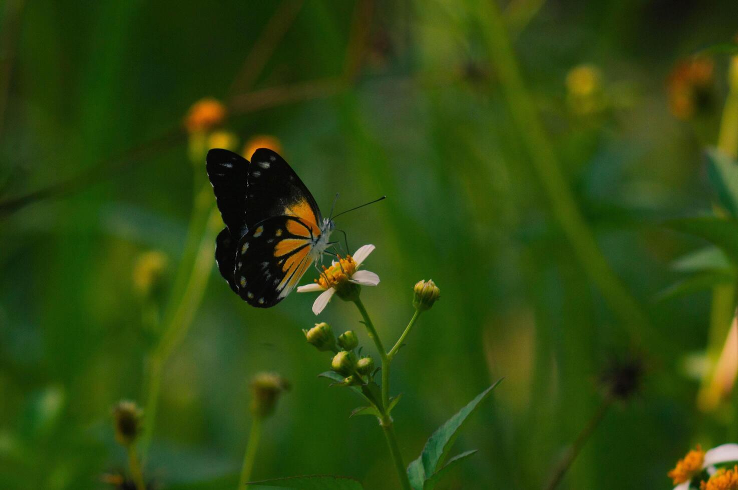 butterfly with a combination of black, white and yellow. butterfly looking for nectar. photo